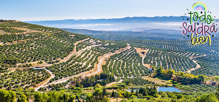 El paisaje del olivar andaluz aspira a ser Patrimonio de la Humanidad en 2023
