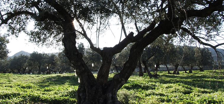 Aceite de oliva biodinámico, el nuevo producto de la agricultura ecológica