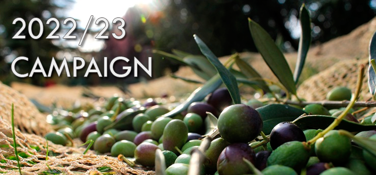 The current figures of the olive sector 2022/23 campaign 