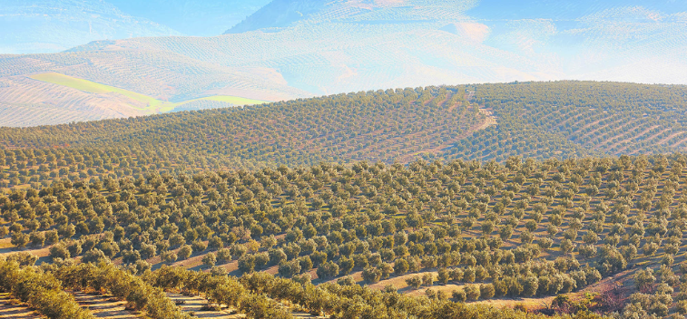 Aceite de Oliva: Sostenibilidad y Agricultura Ecológica