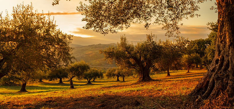 The MAPA forecasts an olive oil production of around 1.3 million tons. for the 20-21 campaign 
