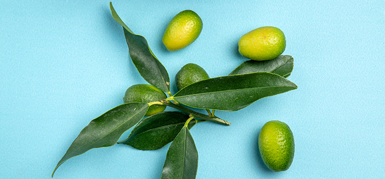 The anti-inflammatory potential of olive leaves for the treatment of intestinal diseases