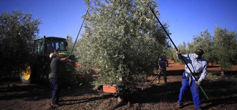 The current figures of the olive sector during the campaign 2021/22